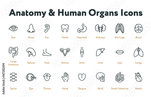 Obraz na płótnie Anatomy Human Body Internal Organs Biology Minimal Flat Line Stroke Icon Set