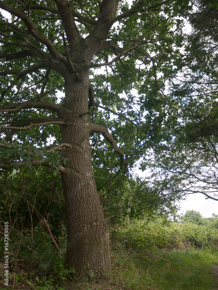 Fototapeta premium british tree up close in countryside on a summer's day
