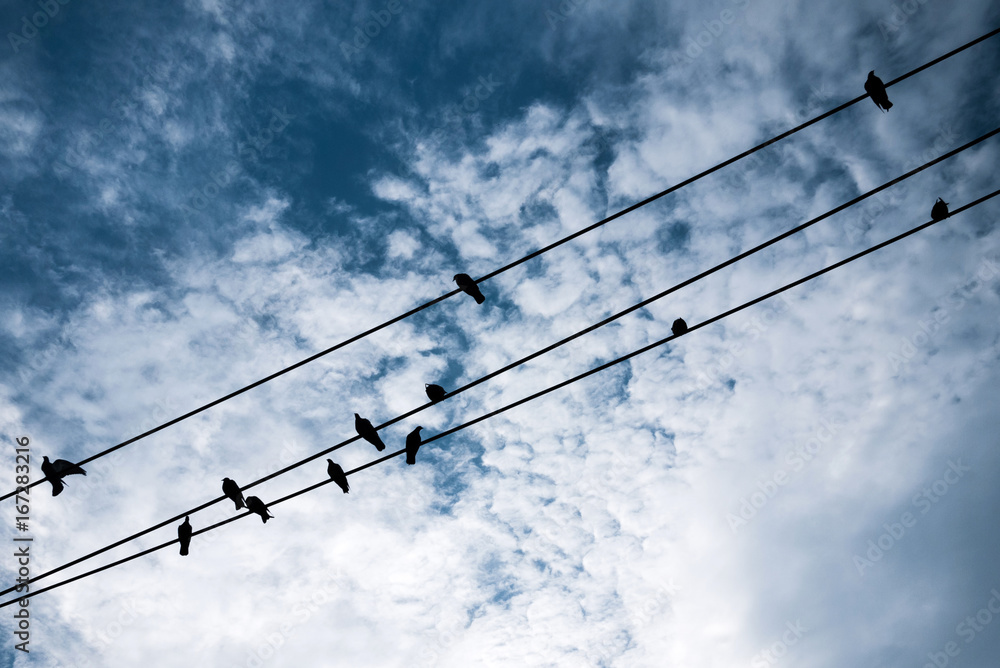 Silhouette birds in wire on bright sky background Silhouette birds in wire on bright sky background