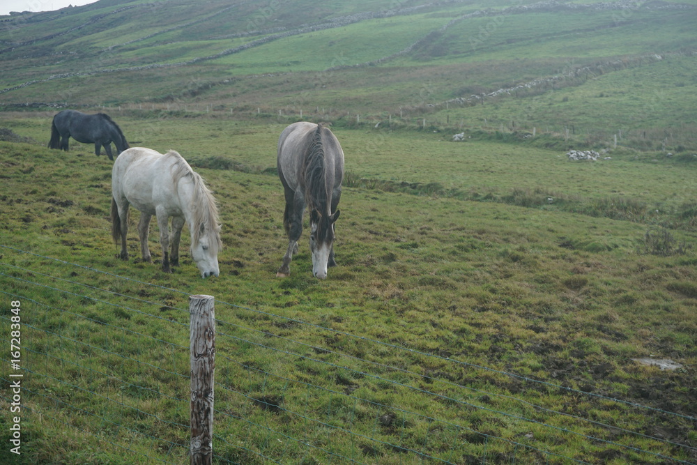 Naklejka premium Horses in pasture, Ireland