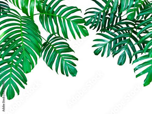 Green leaves of native Monstera philodendron the tropical forest plant, evergreen vine isolated on white background, clipping path included.