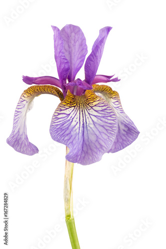 Fototapeta Naklejka Na Ścianę i Meble -  Close up of beardless Siberian Iris isolated on white