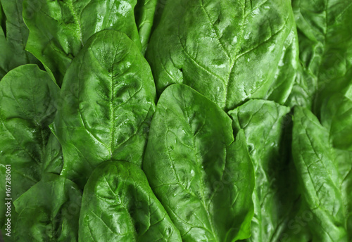 Green leaves of spinach as background
