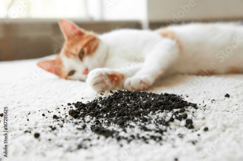 Fototapeta Naklejka Na Ścianę i Meble -  Cat lying near scattered soil on light carpet