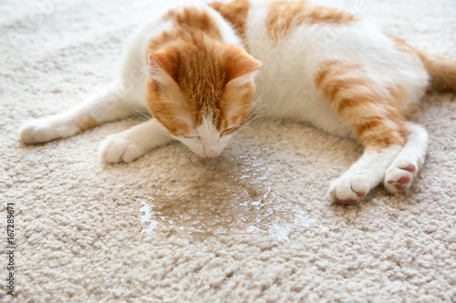 Fototapeta Naklejka Na Ścianę i Meble -  Cute cat lying on carpet near wet spot