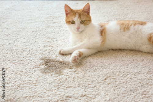 Fototapeta Naklejka Na Ścianę i Meble -  Cute cat lying on carpet near wet spot