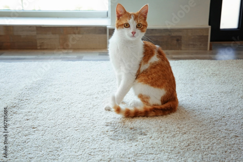 Fototapeta Naklejka Na Ścianę i Meble -  Cute cat sitting on carpet near wet spot