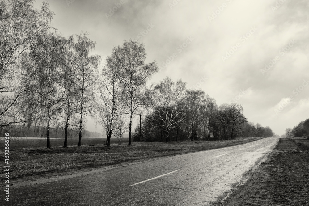 Black white photography countryside empty road, birch tree forest, cloudy weather landscape