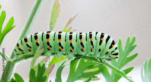 Papilio machaon caterpillar butterfly. Macro view green insect eating carrot leaves.