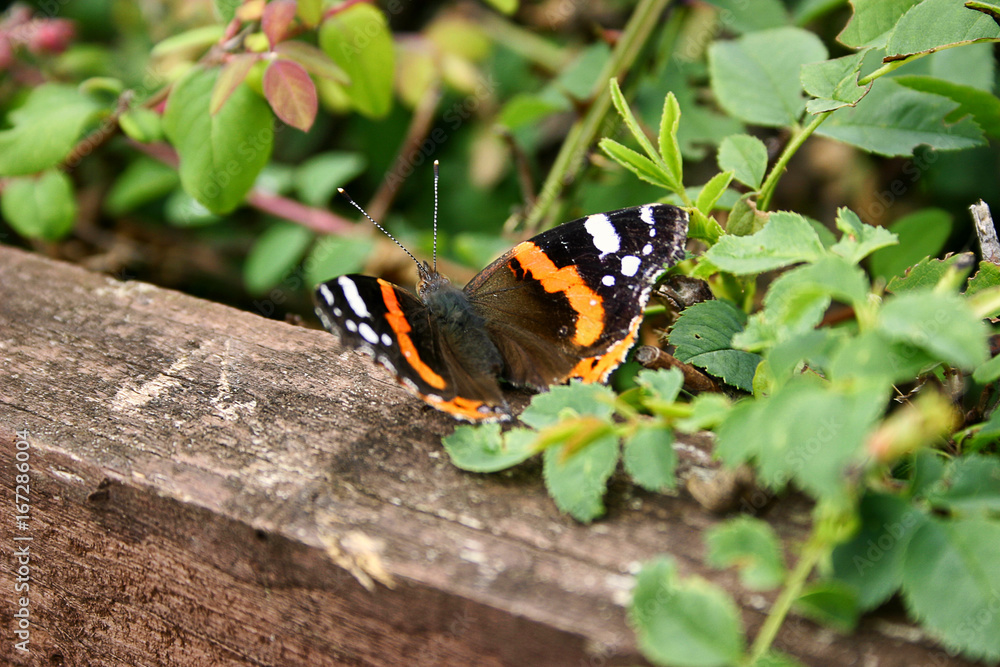 Butterfly Butterfly