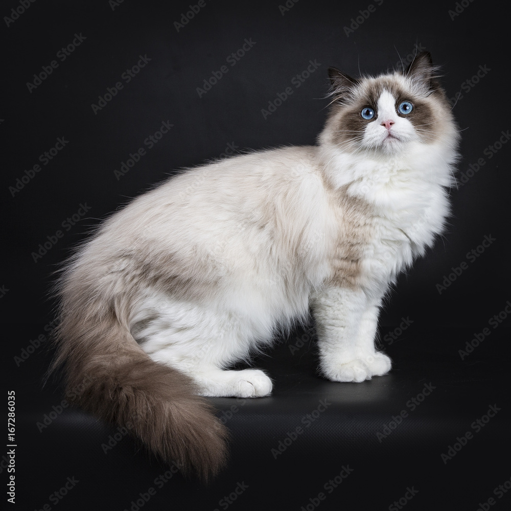 Young adult Ragdoll cat standing sideways isolated on black background