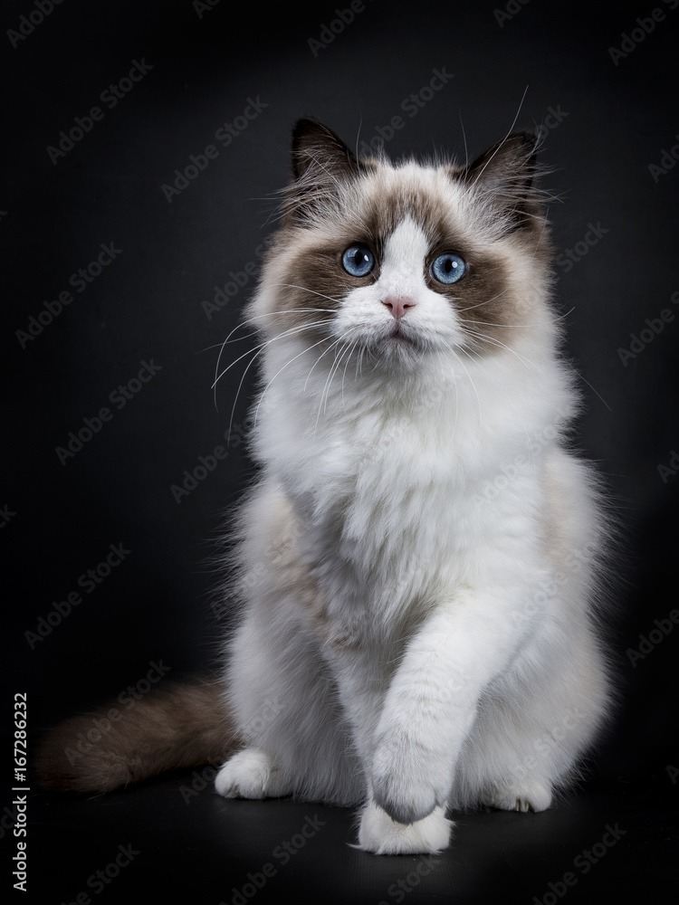 Young adult Ragdoll cat sitting frontal isolated on black background with paw tilted