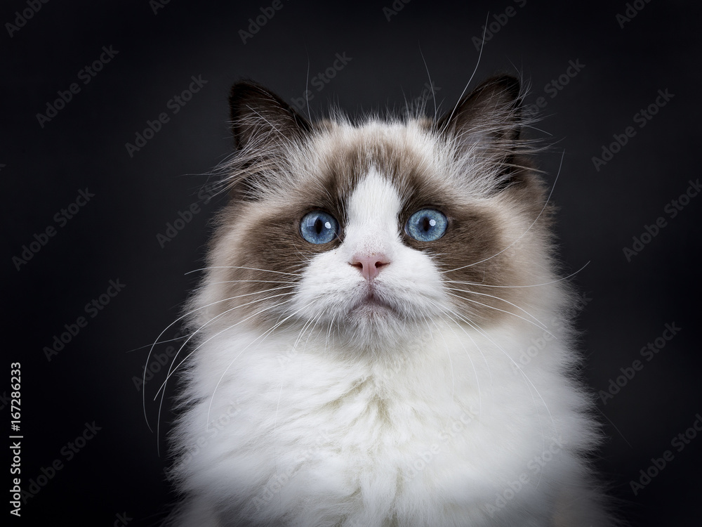 Head shot of Young adult Ragdoll cat  isolated on black background (2)