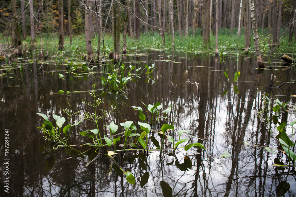 Obraz premium Forest swamp landscape with water plants, reflections.