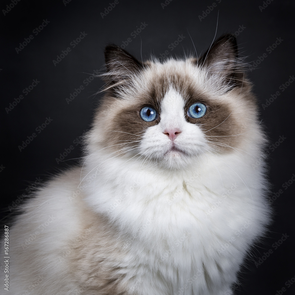 Head shot of young adult Ragdoll cat isolated on black background (1)