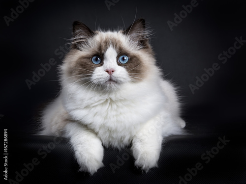 Young adult Ragdoll cat laying isolated on black background with paws hanging over edge