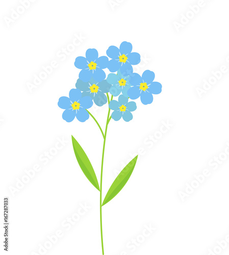 Forget me not flowers