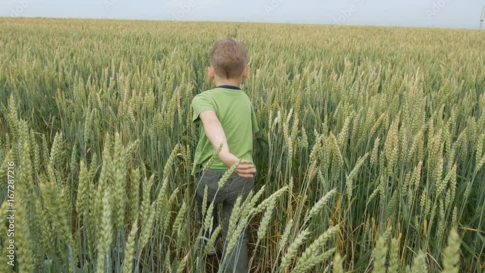 Ears of wheat field Ears of wheat field
