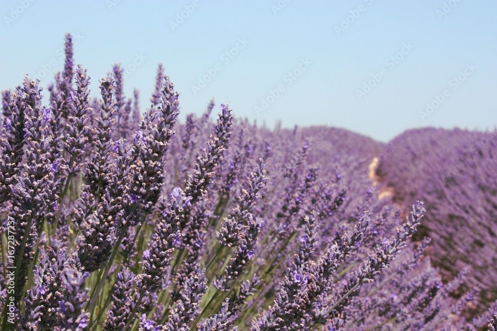 Wunderschöne Lavendellandschaft in Süd-Frankreich