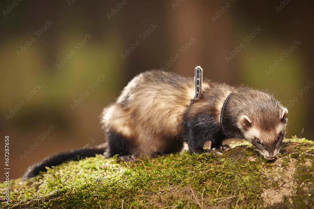 Sable ferret posing on moss deep in summer forest Sable ferret posing on moss deep in summer forest