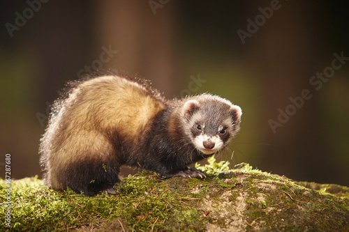 Sable ferret posing on moss deep in summer forest