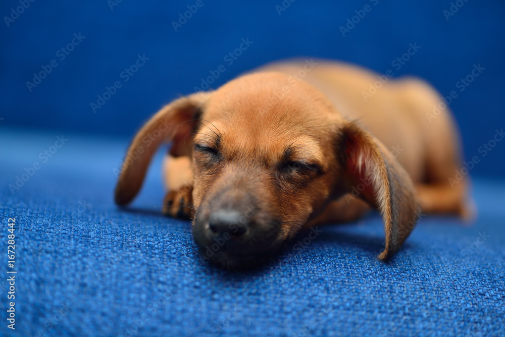 Dachshund puppy sleep on a blue background Dachshund puppy sleep on a blue background