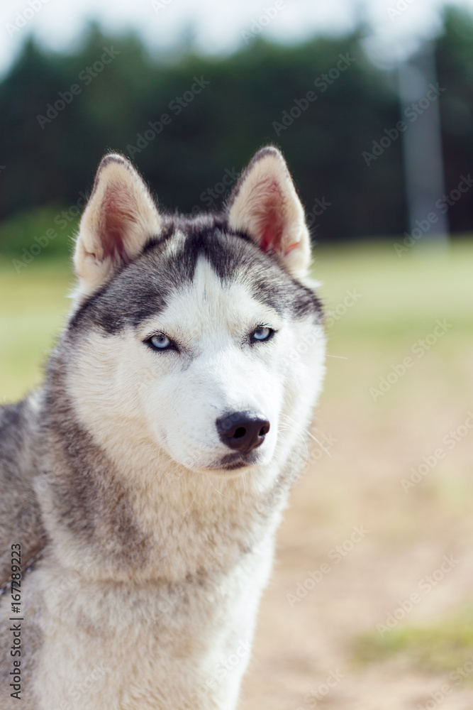 majestic portrait of grey black purebread husky dog