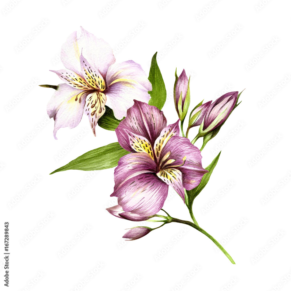 Obraz premium Composition with alstroemeria. Hand draw watercolor illustration.