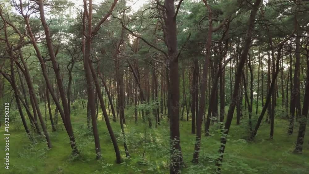 Beautiful pine forest at summer time aerial pan right to left Beautiful pine forest at summer time aerial pan right to left