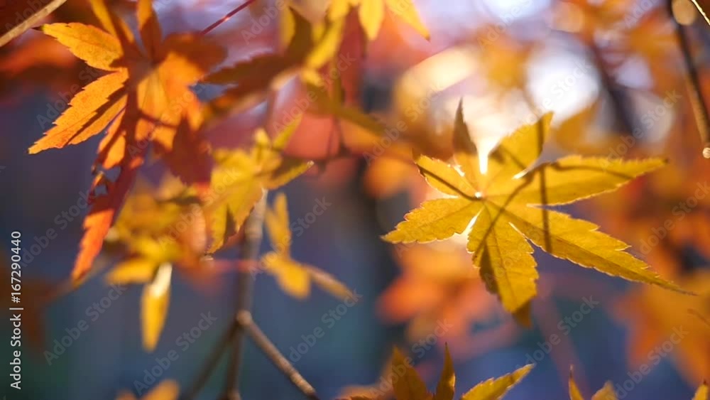 Sunset behind colorful leaves, close up Sunset behind colorful leaves, close up