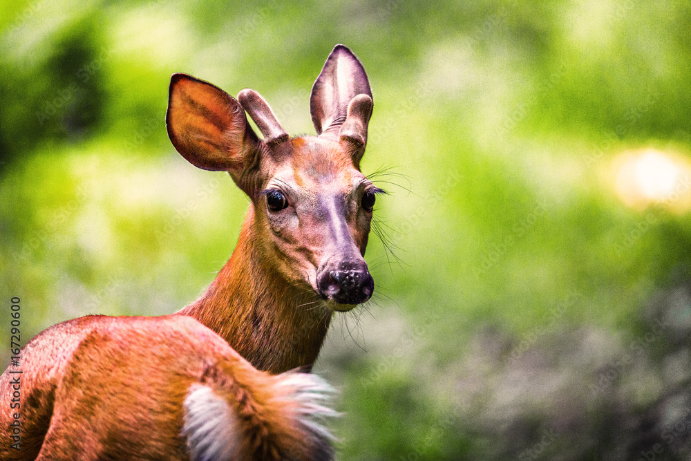 Deer in forest blurred background Deer in forest blurred background