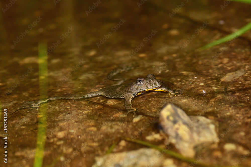 Fototapeta premium Gelbbauchunke, Bergunke (bombina variegata) schwimmt in Tümpel mit braunem Wasser am Berg
