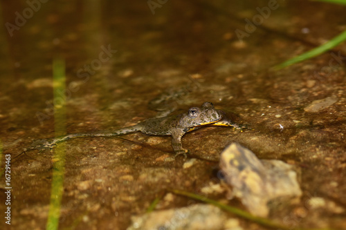 Gelbbauchunke, Bergunke (bombina variegata) schwimmt in Tümpel mit braunem Wasser am Berg photo