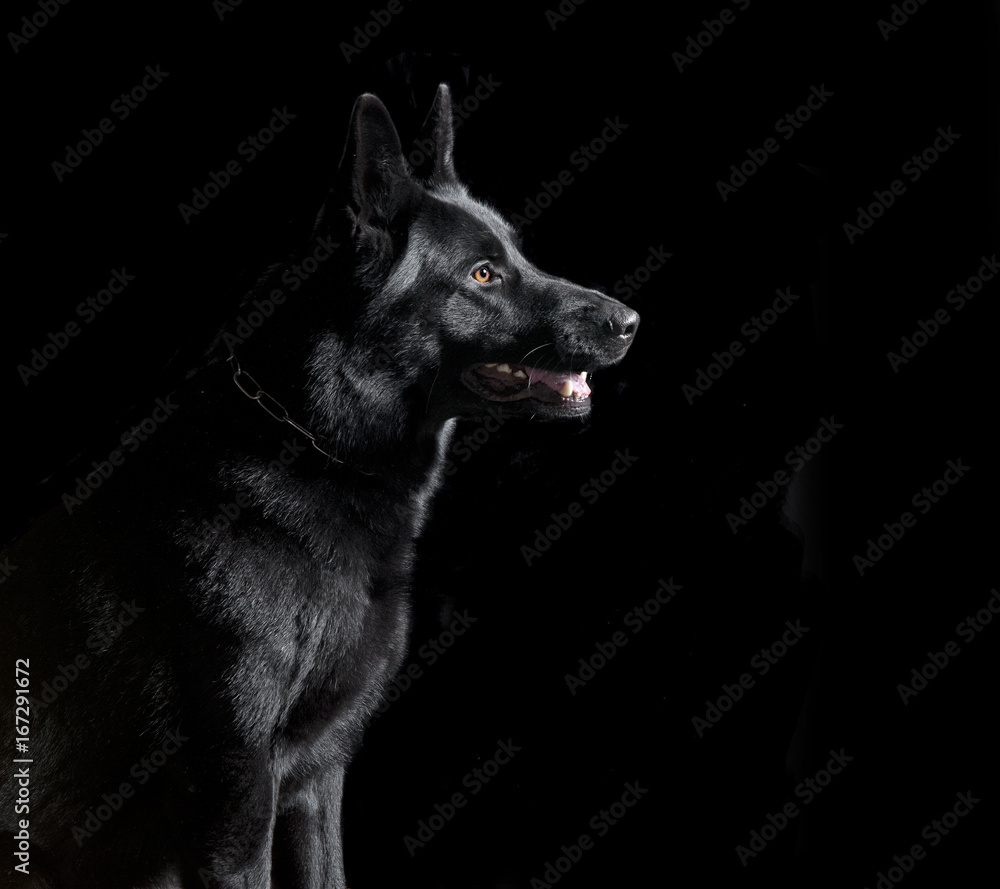 schwarzer Schäferhund sitzend