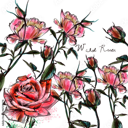 Beautiful watercolor roses in hand drawn style. Vector design
