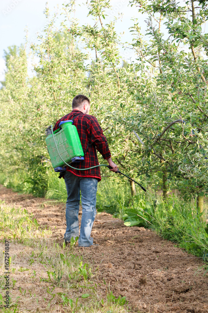 young farmer is spraying herbicide in an apple orchard that has many weed