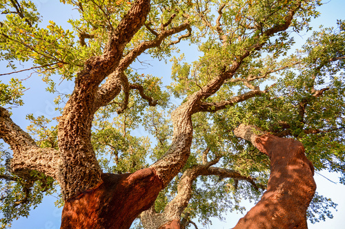 Harvested trunk of an old cork oak tree (Quercus suber) in evening sun, Alentejo Portugal Europe photo