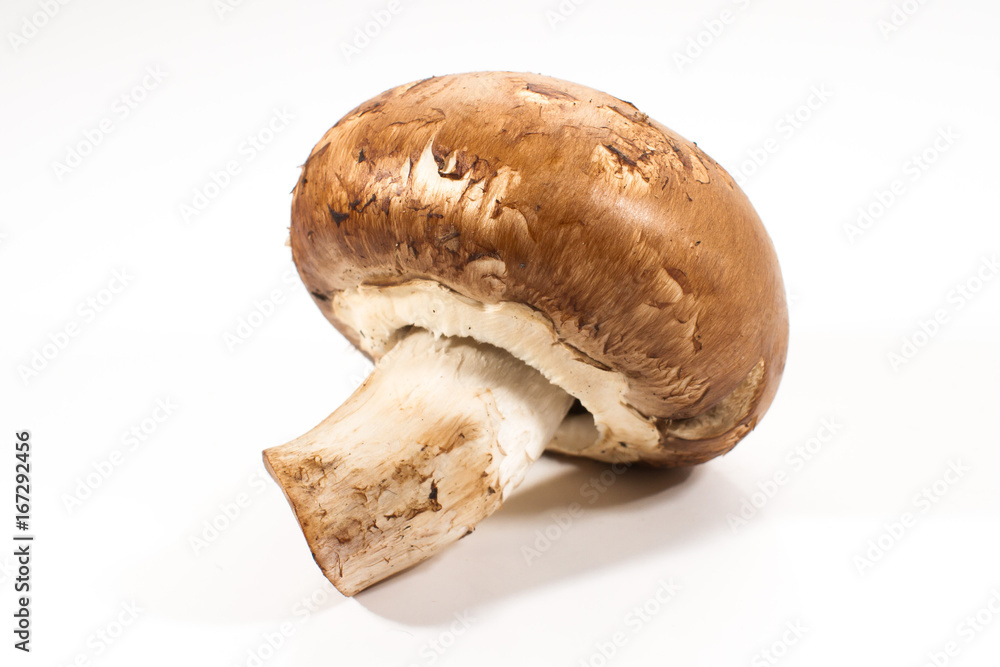A single brown champignon mushroom isolated on a white background A single brown champignon mushroom isolated on a white background
