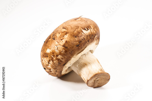 A single brown champignon mushroom isolated on a white background