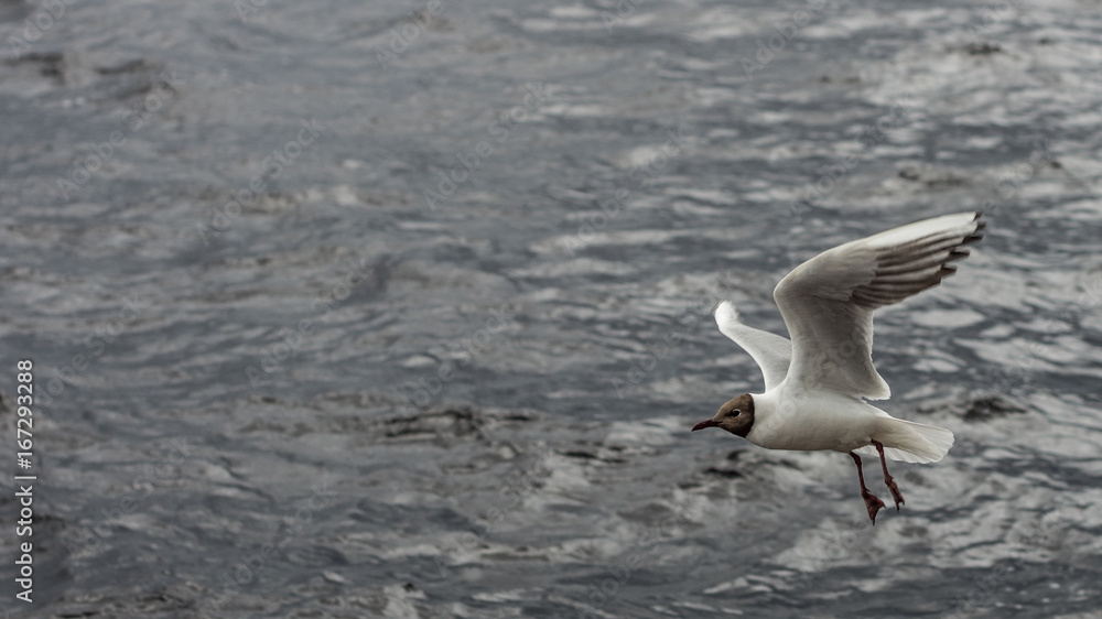 The seagull is flying over Lake Onega The seagull is flying over Lake Onega