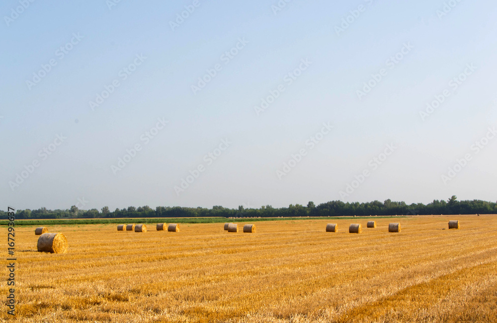 Hay bales in field