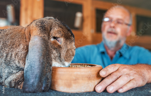 Fototapeta Rabbit breeder. Pets and animals concept