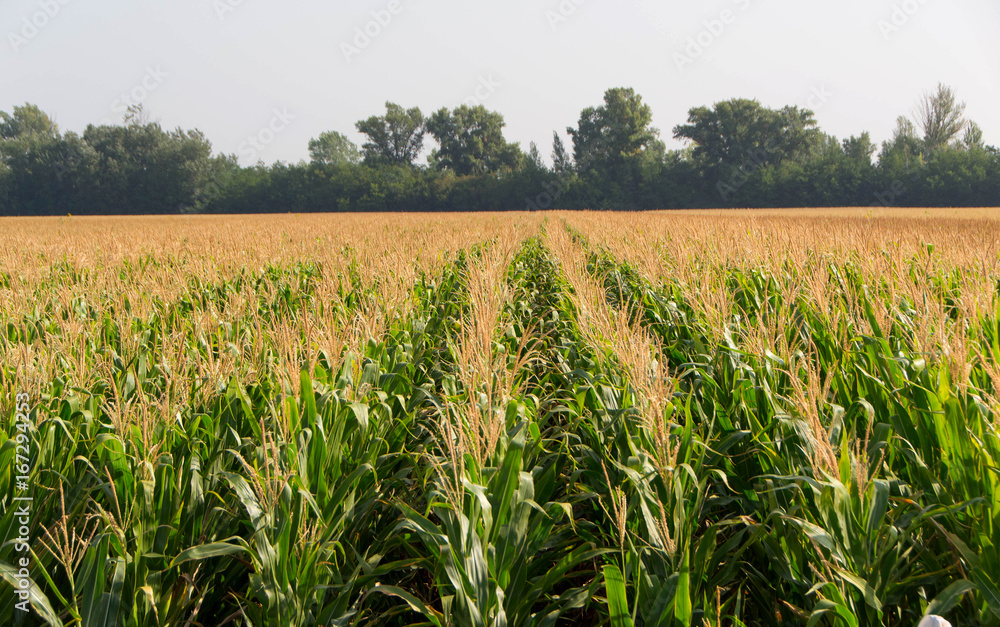 Corn, field of corn Corn, field of corn