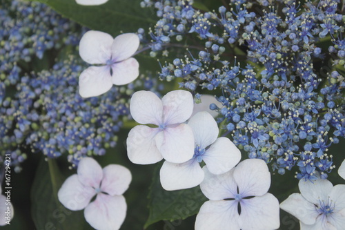 アジサイ、紫陽花の花