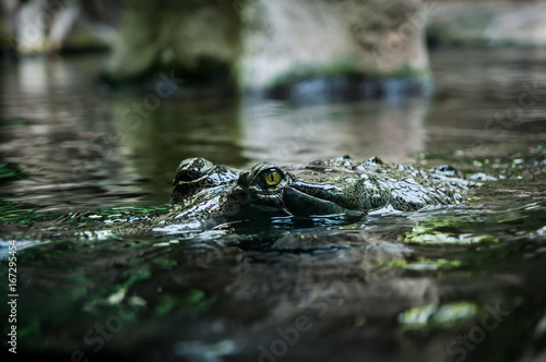 Crocodile. Crocodile's eye reflects in water.Big Brown and Yellow Amphibian Prehistoric Crocodile