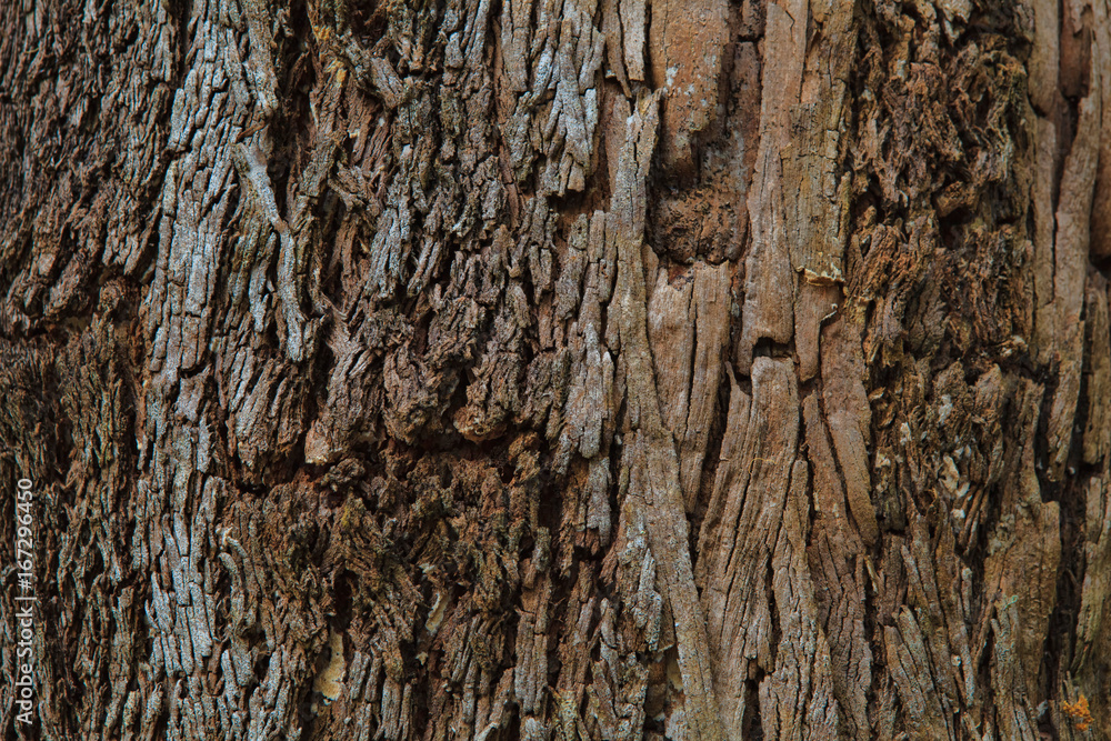 Closeup of the bark of an old tree Closeup of the bark of an old tree