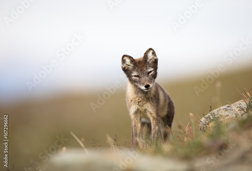 Arctic Fox  Vulpes lagopus  cub in natural habitat  summer in Svalbard Norway