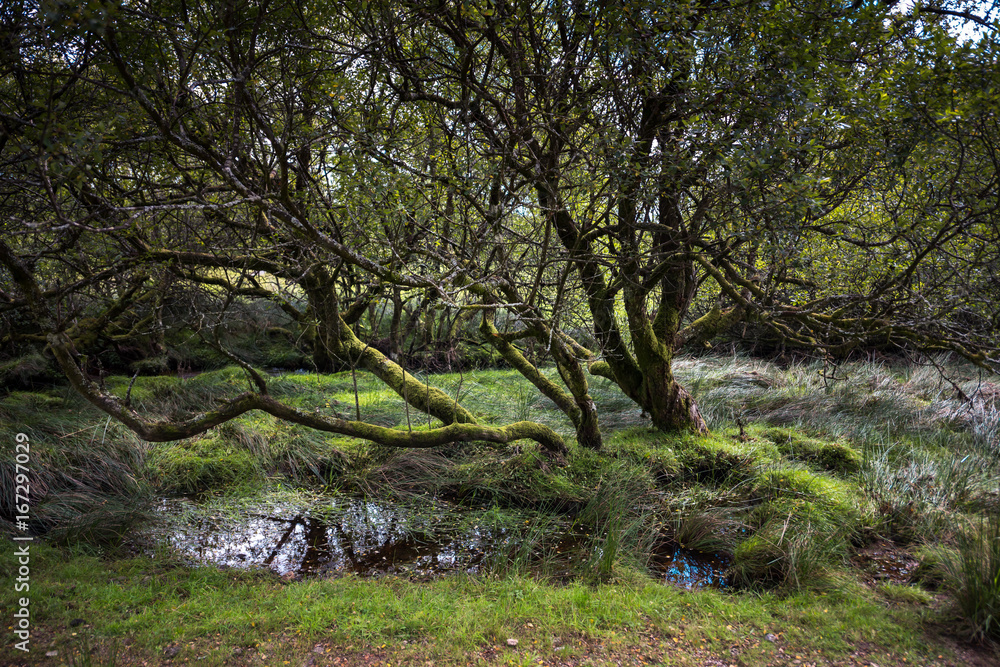 Old Trees growing on Dartmoor.. Dartmoor National Park is vast moorland in the county of Devon, England UK. Old Trees growing on Dartmoor.. Dartmoor National Park is vast moorland in the county of Devon, England UK.