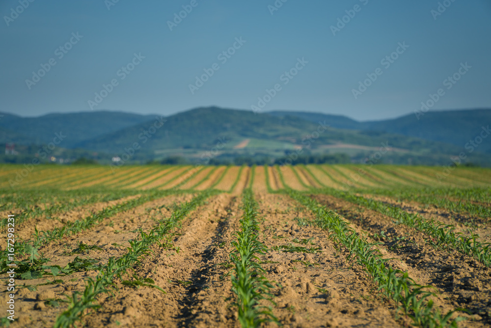 Maize agriculture background - Baby corn field