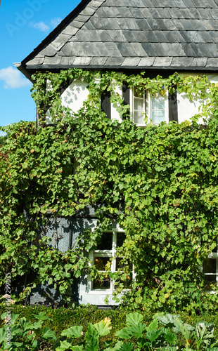 Historical building, closeup on a wall coveded with overgrown by grapes vine photo